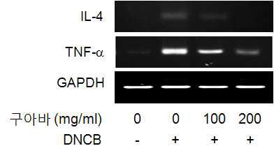 Effect of guava extract on DNCB-induced TNF-α and IL-4 mRNA expression in NC/Nga mice