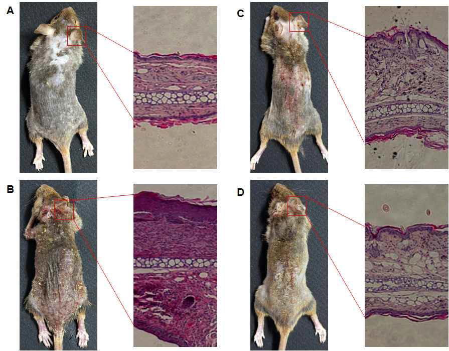 Histopathological analysis