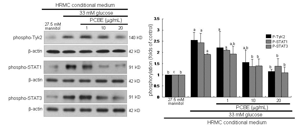 Inhibitoryeffects ofpurplecorn butanolextracts (PCBE)on phosphorylationof Tyk2,STAT1and STAT3inhuman endothelialcells. Humanendothelial cellsweretreated withhumanrenal mesangialcellconditionalmediumcontaining5.5mMglucoseplus27.5mMmannitolas osmoticcontrolsor33mMglucose.ThephosphorylationofTyk2,STAT1andSTAT3were measuredbyusingWesternblotanalyseswithcelllysates.Theβ-actinproteinwasused asaninternalcontrol.Representativeblotsshownaretypicalofthreeindependent experiments.β-actinproteinwasusedasaninternalcontrol.Thebargraphs(mean± SEM,n=3)intherightpanelrepresentquantitativeresultsobtainedfroma densitometer.ValuesnotsharingaletteraredifferentatP<0.05.