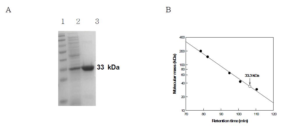 (a) SDS-PAGE analysis of purified enzyme from each purification step. Lane1, molecular mass markers; lane2, crude enzyme; lane3, His-Trap column product (purified enzyme). (b). Determination of molecular mass of endo-1,5-α-L-arabinanase from B. licheniformis by gel-filteration chromatography using a Sephacryl S-300 HR 16/60 column. The reference proteins (●) were b-amylase from sweet potato (200 kDa), aldolase (158 kDa), albumin (66 kDa), ovalbumin (43 kDa) and carbonic anhydrase from bovine (29 kDa). The molecular mass ofendo-1,5-α-L-arabinanase was 33.3 kDa (○).