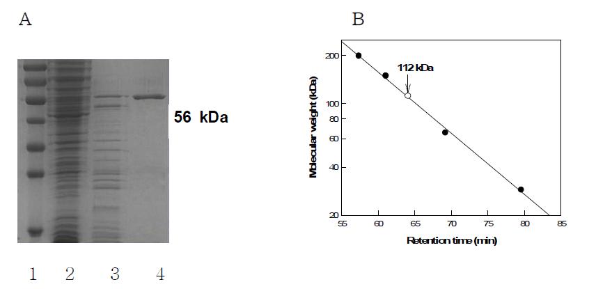 (a) SDS-PAGE analysis of purified enzyme from each purification step. (b) Determination of molecular mass of endo-1,5-α-L-arabinanase from C. saccharolyticus by gel-filtration chromatography usinga Sephacryl S-300 HR16/60 column.