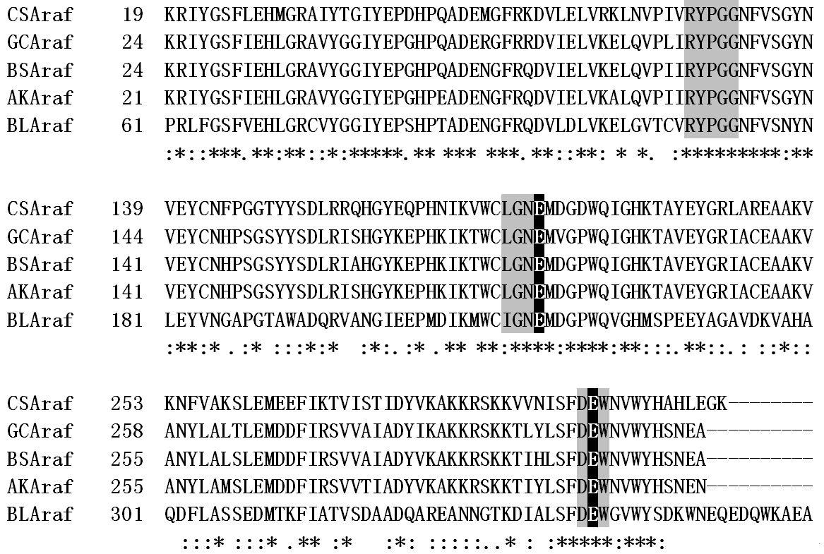 Alignment of the amino acid sequences of C. saccharolyticus α -L-arabinofuranosidase with GH family 51 α-L-arabinofuranosidases. CSAraf, C. saccharolyticus; GSAraf, Geobacillus caldoxylosilyticus; BSAraf, Bacillus stearothermophilus; AKAraf, Anoxybacillus kestanbolensis; and BLAraf, Bifidobacteriumlongum. The catalytic residues (E173 and E292) and consensus sequences of GH family 51 are highlighted with black and gray backgrounds, respectively.