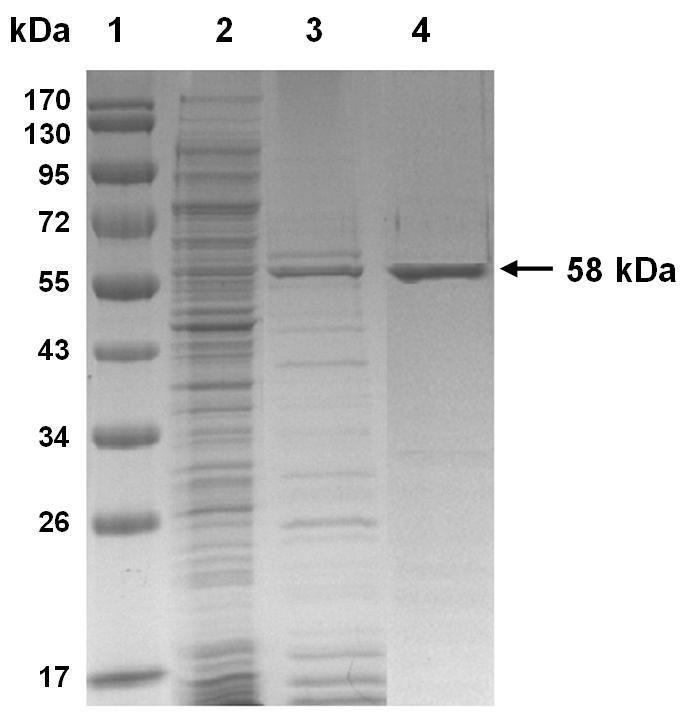 SDS-PAGE analysis of each purification step. Lane 1 marker proteins; lane 2 crude extract; lane 3 supernatant after heat treatment at 75℃ for 10 min; lane 4 Hi-Trap Q HP chromatography column product (purified enzyme).