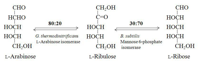 Schemetic representation for the production of L-ribulose from L-arabinose by L-arabinose isomerase from G. thermodinitrificans and the production of L-ribose from L-ribulose by mannose-6-phosphate isomerase from B. subtilis.