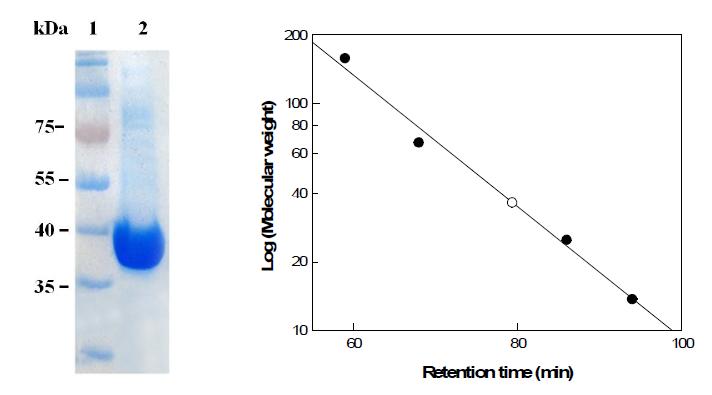 PAGE analysis of the purified enzyme from B. subtilis. (A) SDS-PAGE stained with Coomassie blue. Lane 1, molecular mass markers; lane 2, purified enzyme. (B) Determination of molecular mass of mannose-6-phosphate isomerase by gel-filtration chromatography.