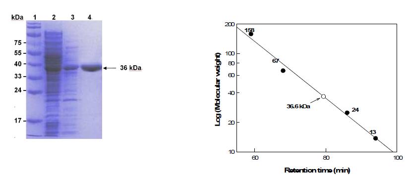 PAGE analysis of mannose-6-phosphate isomerase from G. thermodenitrificans. (A) SDS-PAGE stained with Coomassie blue. Lane 1, molecular mass markers; lane 2, crude extract, lane 3, supernatant after heat treatment at 70℃ for 5 min, lane 4, Hi-trap column product (purified enzyme). (B) Determination of molecular mass of mannose-6-phosphate isomerase by gel-filtration chromatography.