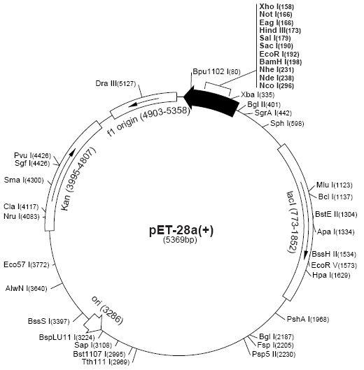 pET-28a(+) vector map