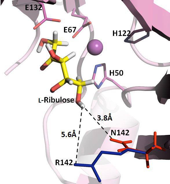 Docking of L-ribulose into the active-site of the wild-type and mutant enzymes. The yellow, blue, red sticks represent L-ribulose as substrate and arginine and asparagine residues at position 142, respectively. The dashed line was distance between residue and substrate. The figure was produced using PYMOL.