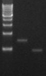 PCR ampilcation of DNA