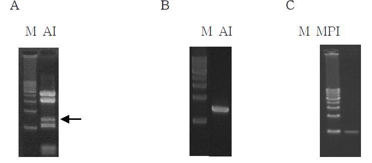 a Partial digestion pGEM-AI. b Recovery of AI fragment. c Recovery of MPI fragment.