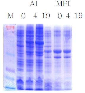 Expression of AI and MPI using pFRPT-AI and pFRPT-MPI.