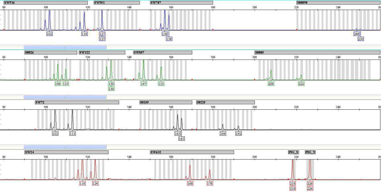 Multiplex-PCR 시스템을 이용한 13종 MS 마커 대립유전자형 분석결과