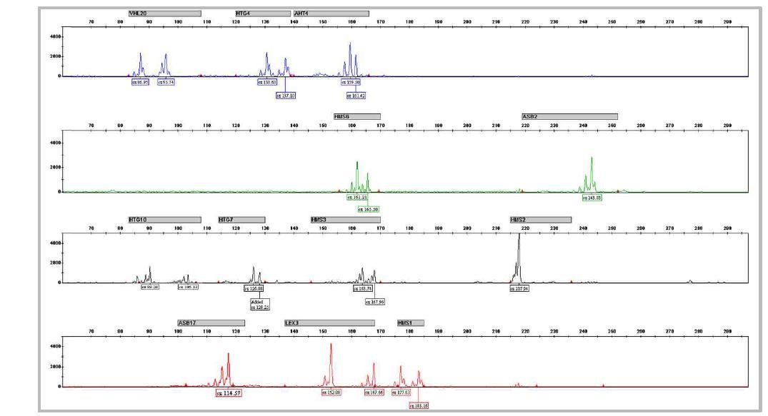 말 개체식별용 10종의 MS와 2종의 성감별 마커 Multiplex-PCR 결과