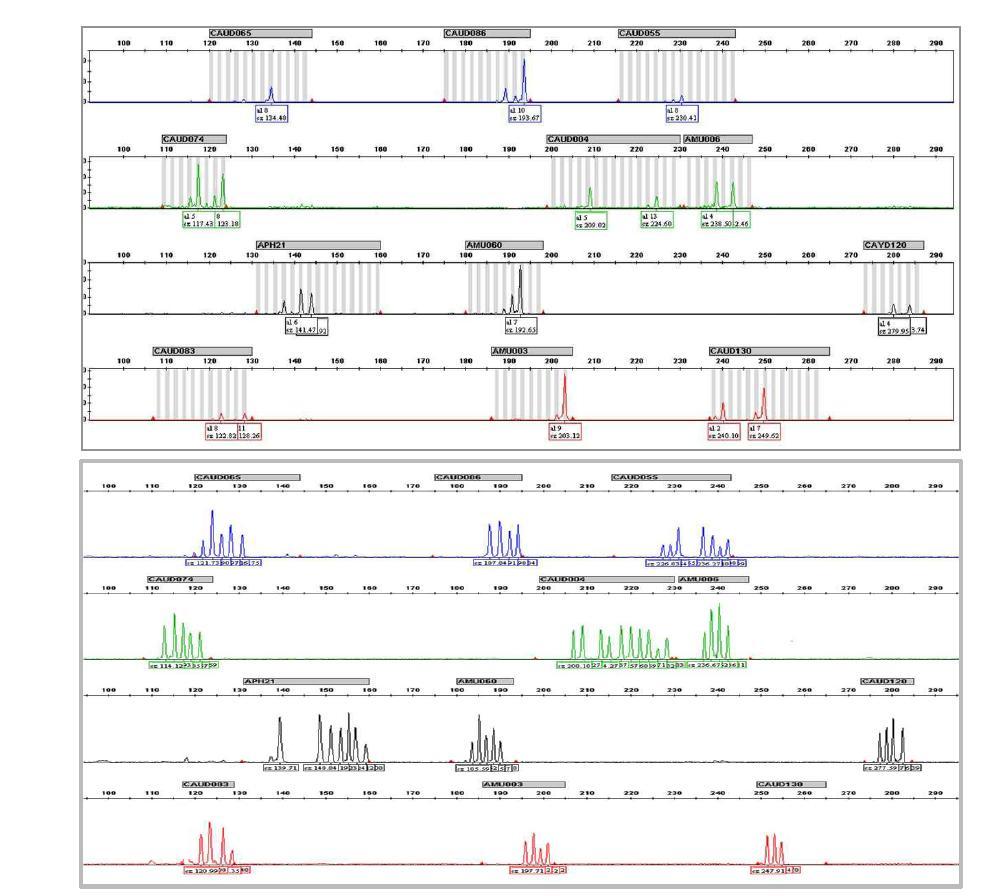 오리(Anas peking) 개체식별용 12종의 MS 마커 Multiplex-PCR 결과 및 allele ladder