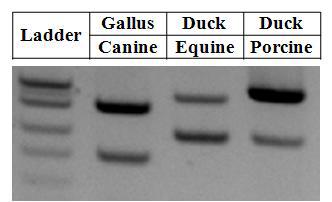 혼합 DNA에서의 종 식별 마커 시험