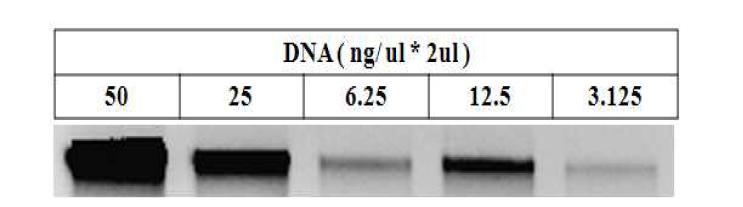 Bovine DNA 농도 별 Gal 전기영동 사진