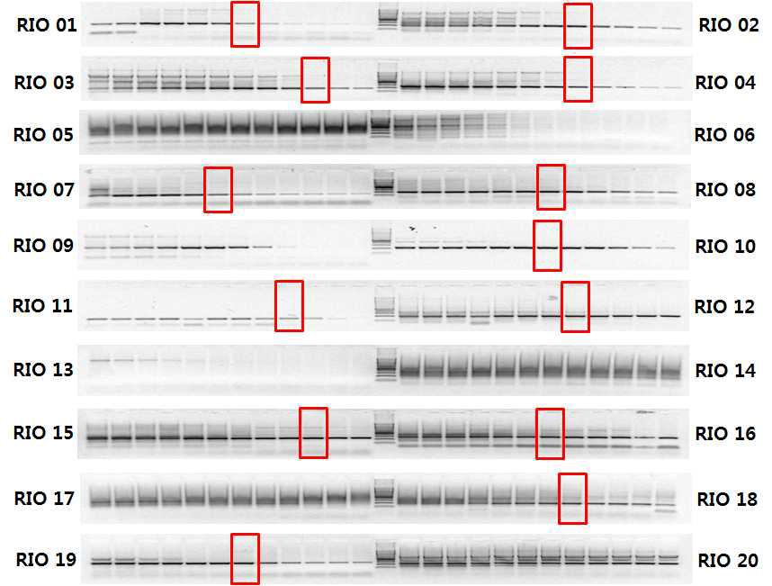 국내에 서식 하는 수달(Lutra lutra)의 대립유전자형 분석에 적용할 마커 선별을 위 한 Gradient PCR산물 전기영동 결과