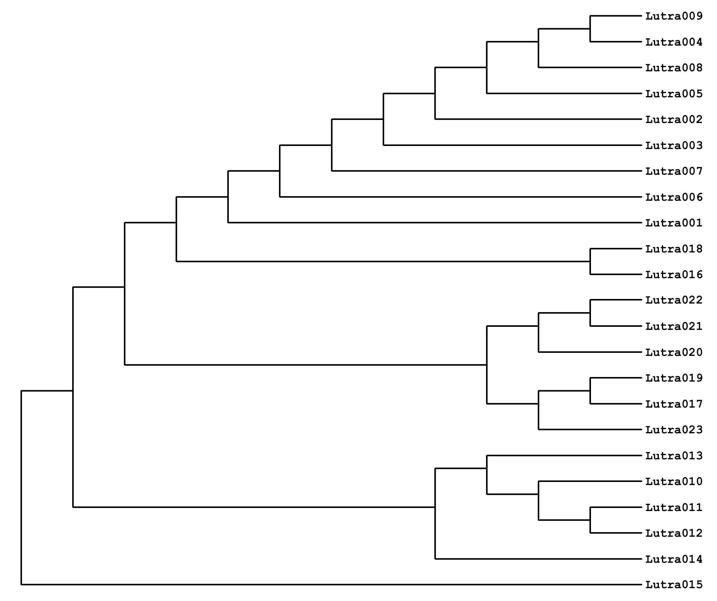 D 유전적 거리지수를 이용한 23개 수달(Lutra lutra) 시료의 계통유연관계 treeA