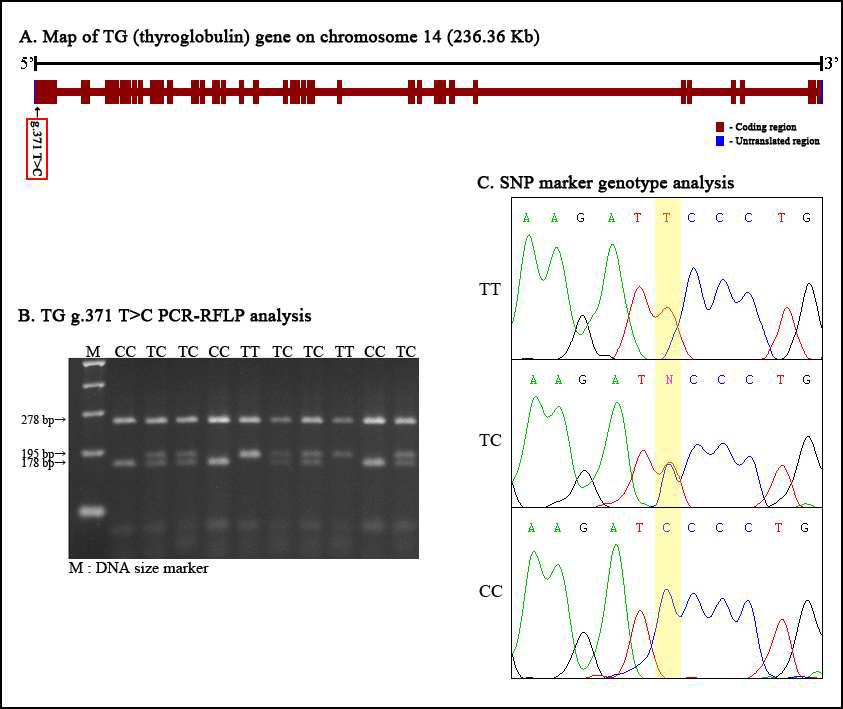 PCR-RFLP 분석을 통한 TG g.371T>C 분자표지의 SNP genotyping 및 SNP 유전자형별 Sequecing