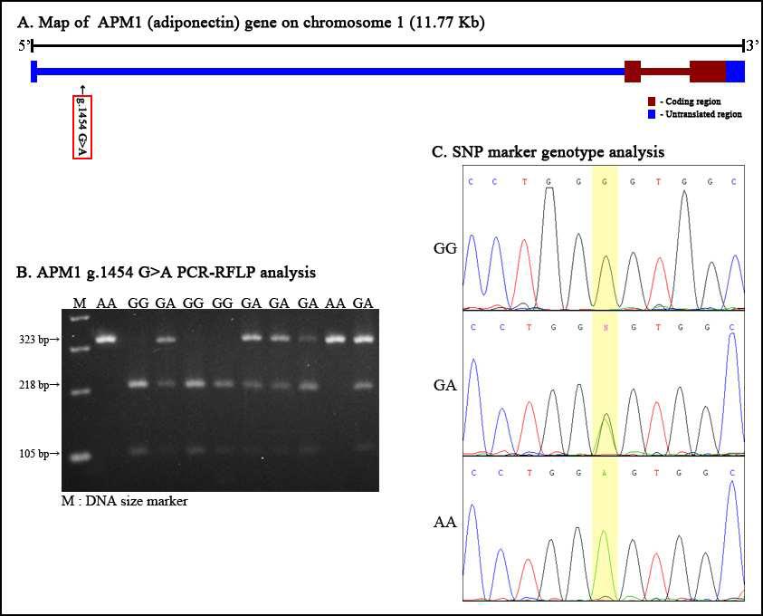 PCR-RFLP 분석을 통한 APM1 g.1454G>A 분자표지의 SNP genotyping 및 SNP 유전자형별 Sequencing