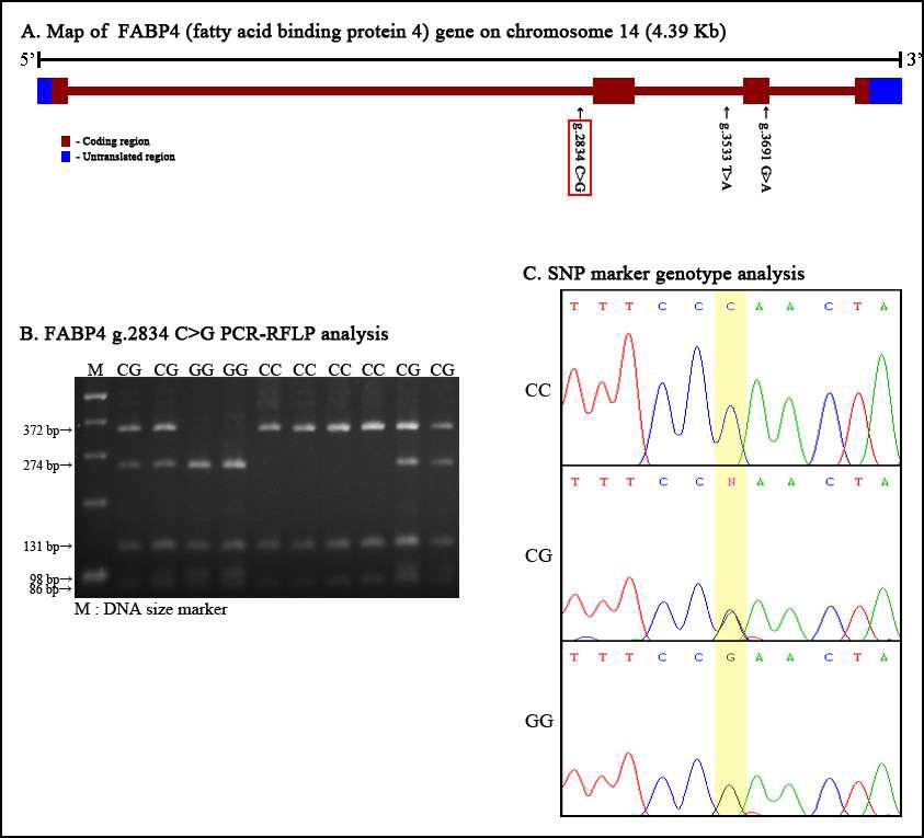 PCR-RFLP 분석을 통한 FABP4 g.2834C>G 분자표지의 SNP genotyping 및 SNP 유전자형별 Sequecing