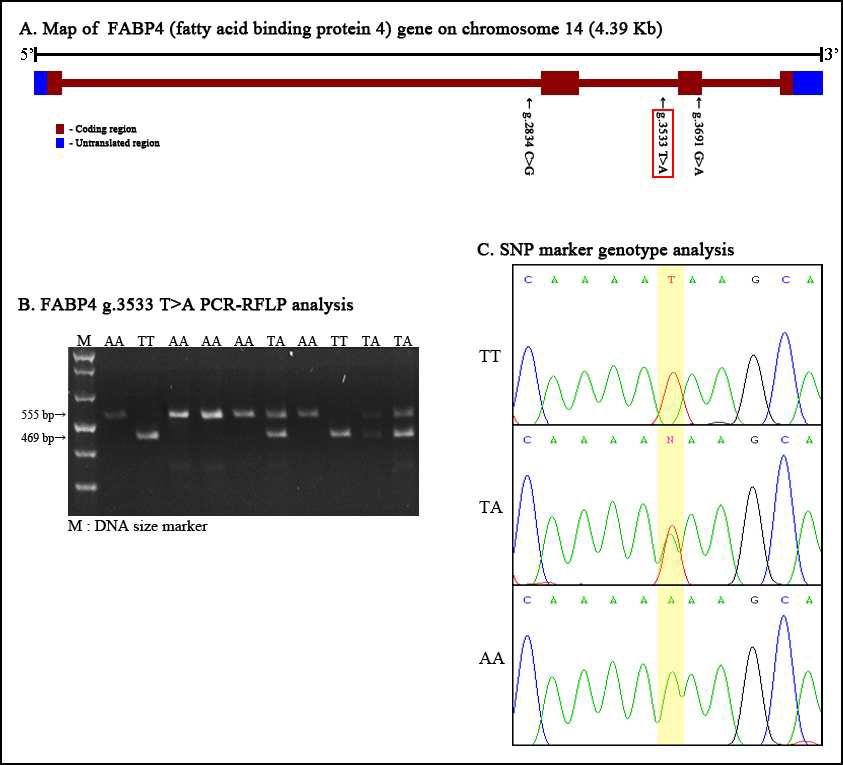 PCR-RFLP 분석을 통한 FABP4 g.3533T>A 분자표지의 SNP genotyping 및 SNP 유전자형별 Sequecing