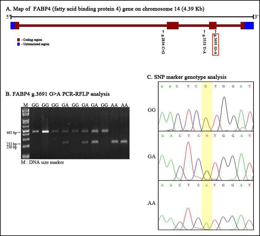 PCR-RFLP 분석을 통한 FABP4 g.3691G>A 분자표지의 SNP genotyping 및 SNP 유전자형별 Sequecing