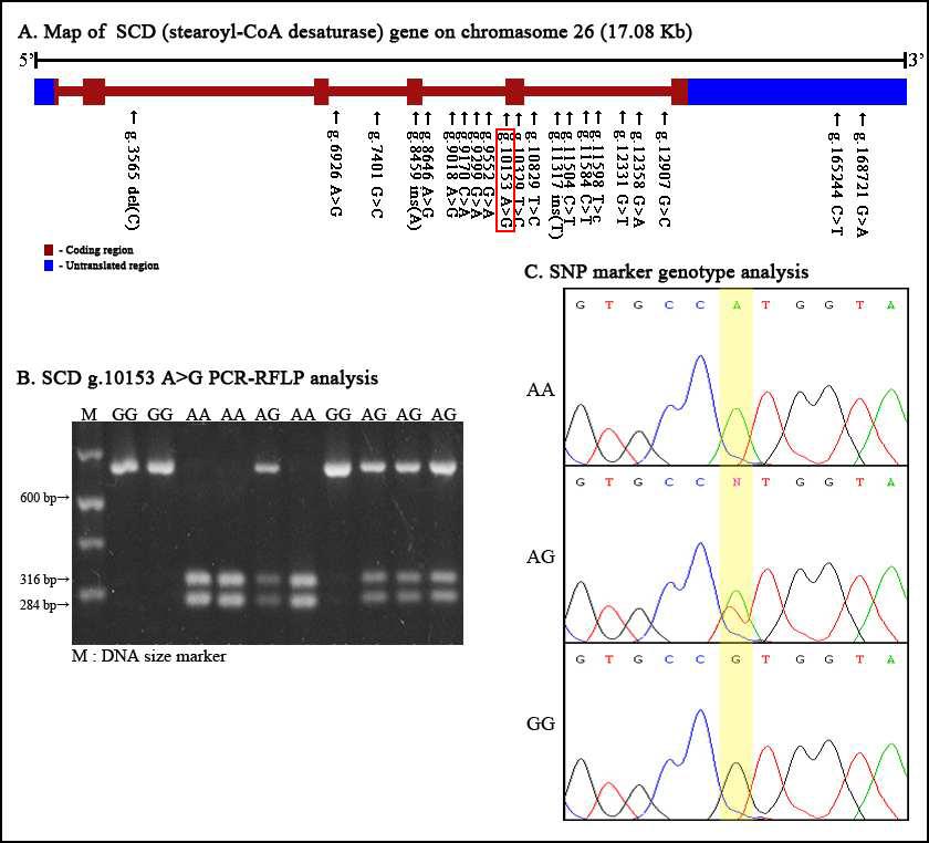 PCR-RFLP 분석을 통한 SCD g.10153A>G 분자표지의 SNP genotyping 및 SNP 유전자형별 Sequecing