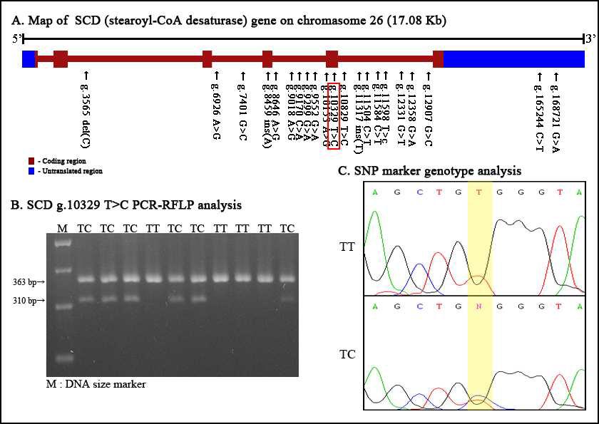 PCR-RFLP 분석을 통한 SCD g.10329T>C 분자표지의 SNP genotyping A 및 SNP 유전자형별 Sequecing