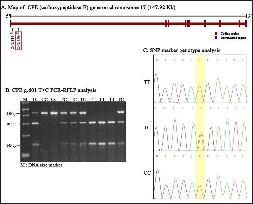 PCR-RFLP 분석을 통한 CPE g.601T>C 분자표지의 SNP genotyping 및 SNP 유전자형별 Sequecing