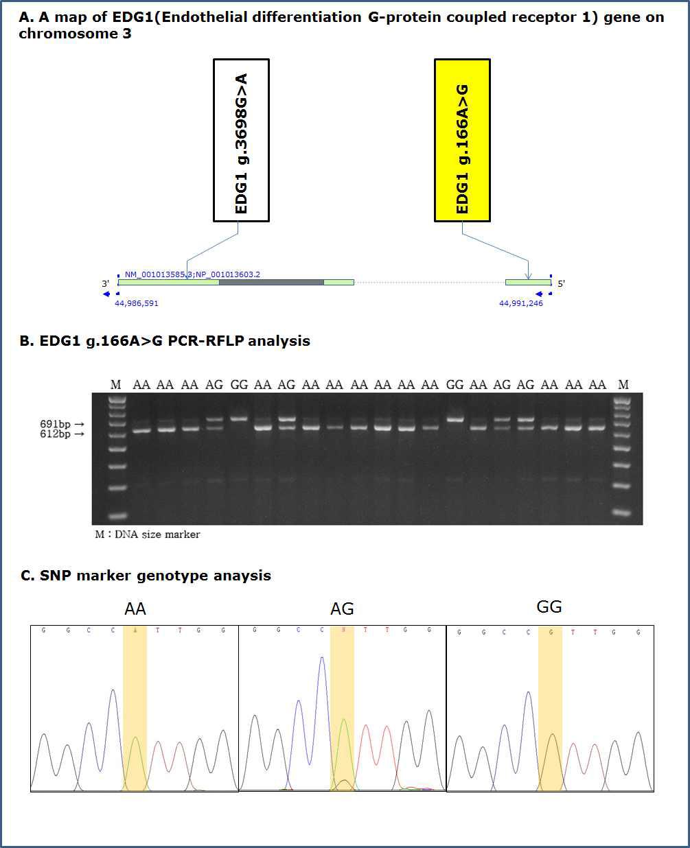 PCR-RFLP 분석을 통한 EDG1 g.166A>G 분자표지의 SNP genotyping 및 SNP 유전자형별 sequencing