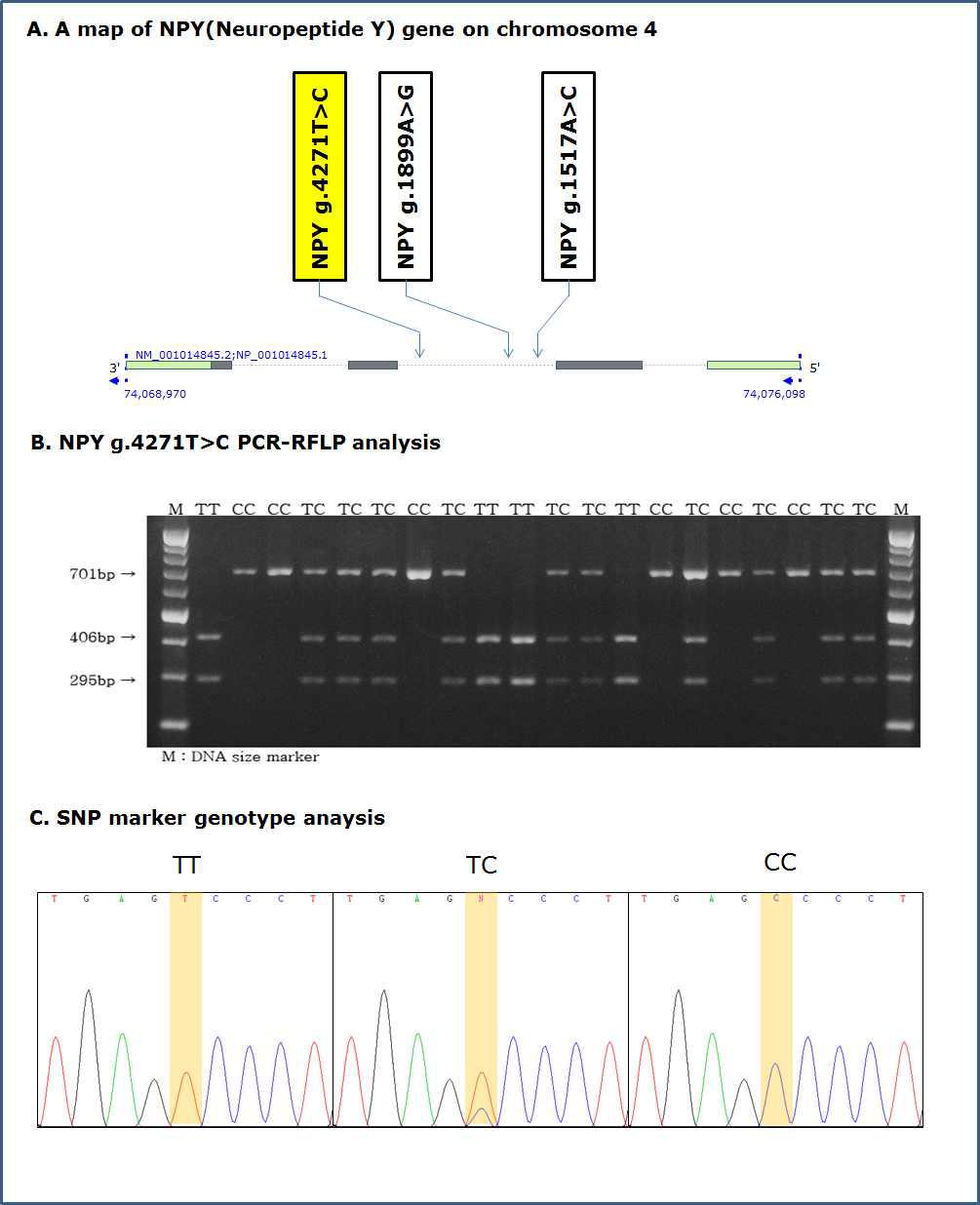 PCR-RFLP 분석을 통한 NPY g.4271T>C 분자표지의 SNP genotyping 및 SNP 유전자형별 sequencing