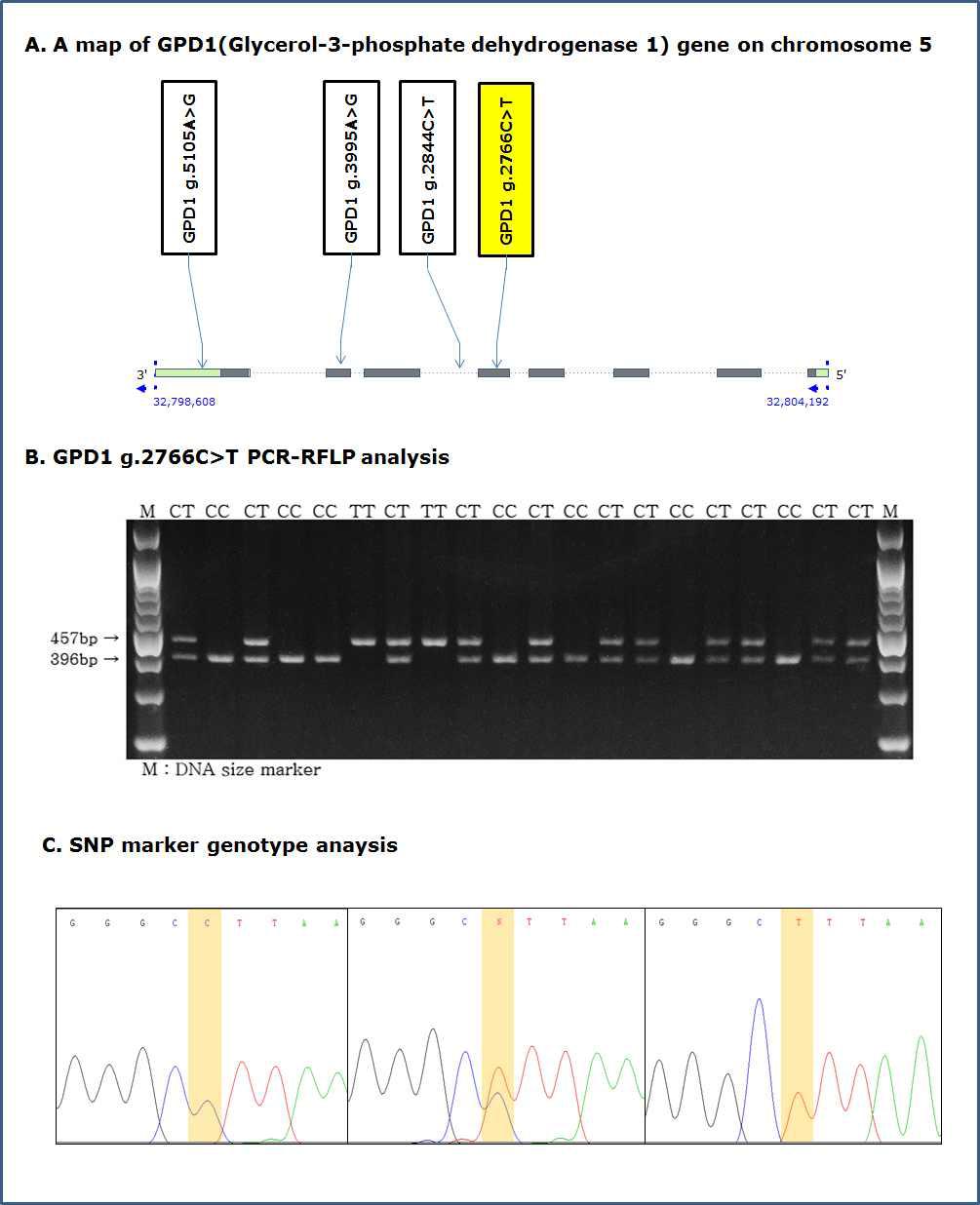 PCR-RFLP 분석을 통한 GPD1 g.2766C>T 분자표지의 SNP genotyping 및 SNP 유전자형별 sequencing