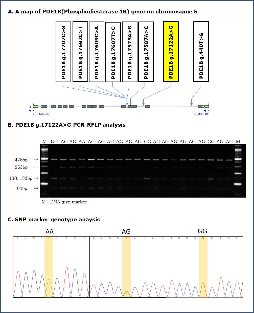 PCR-RFLP 분석을 통한 PDE1B g.17122A>G 분자표지의 SNP genotyping 및 SNP 유전자형별 sequencing