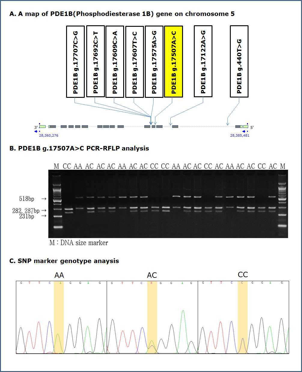 PCR-RFLP 분석을 통한 PDE1B g.17507A>C 분자표지의 SNP genotyping 및 SNP 유전자형별 sequencing