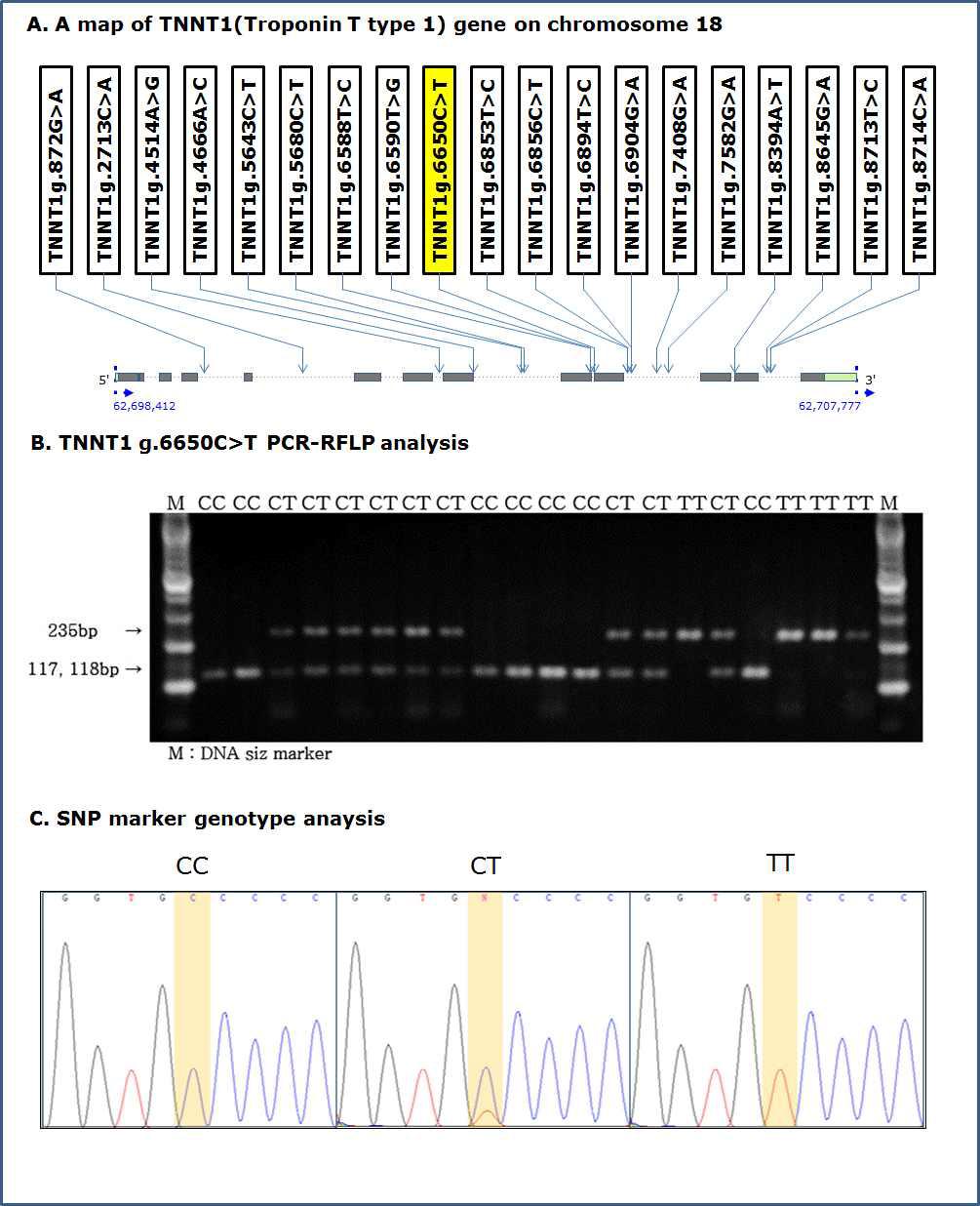 PCR-RFLP 분석을 통한 TNNT1 g.6650C>T 분자표지의 SNP genotyping 및 SNP 유전자형별 sequencing