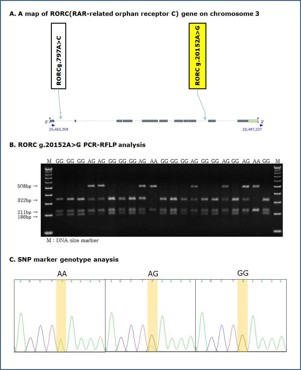 PCR-RFLP 분석을 통한 RORC g.20152A>G 분자표지의 SNP genotyping A 및 SNP 유전자형별 sequencing