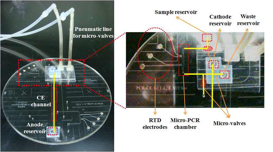 Prototype의 PCR-CE 마이크로 디바이스