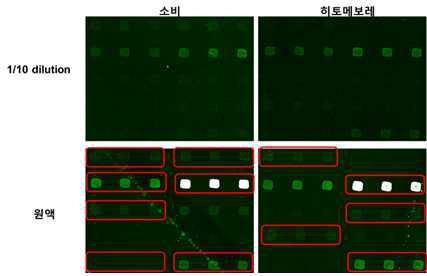 원액과 희석된 샘플의 형광 시그널 비교