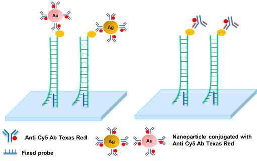 형광 시그널 증폭을 위한 나노입자 Cy5-항체 접합체 첨가 반응 모식도