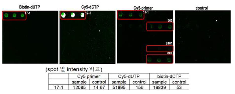 Biotin, Cy5가 random하게 labeling된 PCR product를 이용한 혼성화 반응 분석