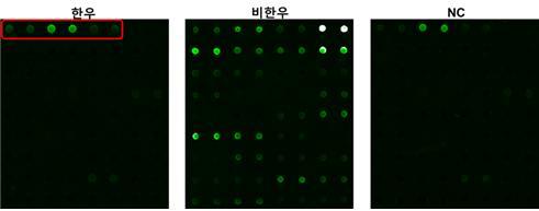 Multiplex PCR product로부터 고감도 프로브 선정