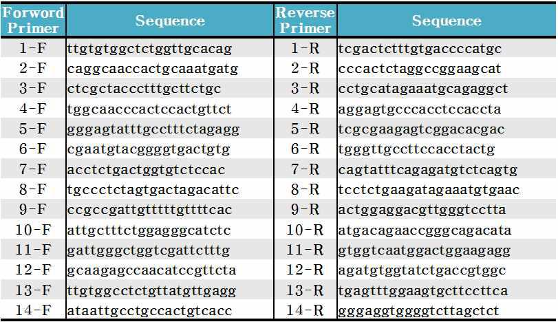 후보 SNP marker 선별용 PCR primer sequence