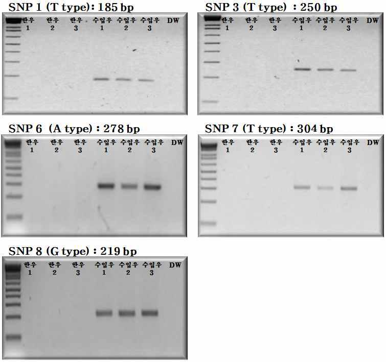 각 SNP marker들의 ASP 결과.