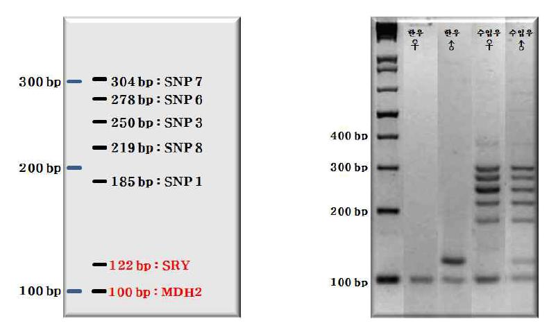 Multiplex-PCR의 예상 크기와 실험 결과.