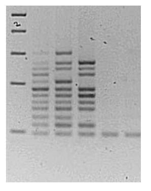 Mutiple allele specific PCR 결과