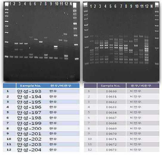 Mutiple allele specific PCR 결과