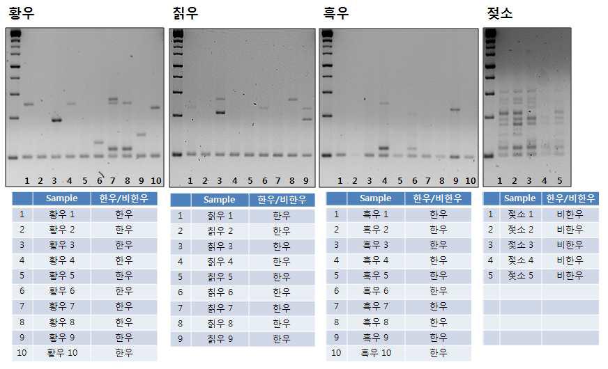 한우류 및 홀스타인에 대한 Mutiple allele specific PCR 결과