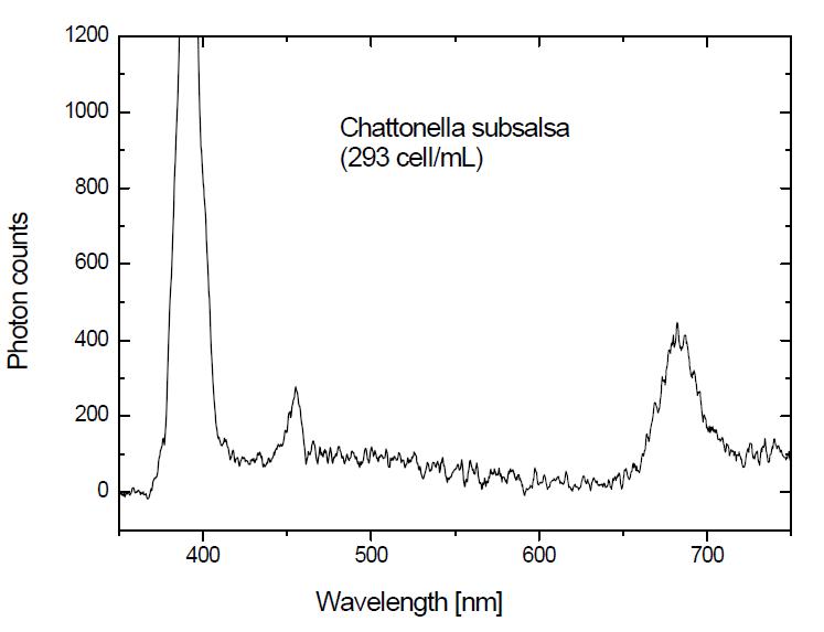 Chattonella subsalsa에 대한 형광 스펙트럼