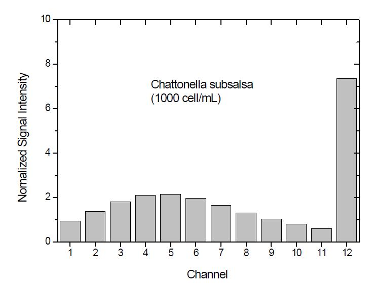 적조 미생물 Chattonella subsalsa의 기준 신호